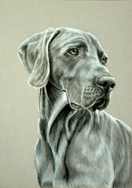 Hundeportrait von Andy Steinbauer