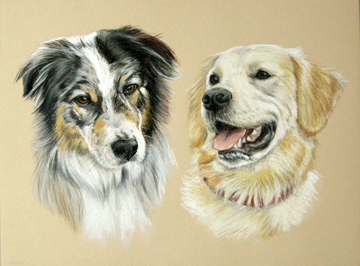 Hundeportrait Aussie/Goldie als Pastellzeichnung