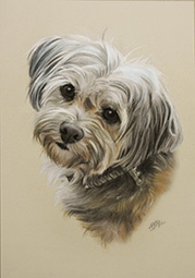 Hundeportrait in Pastell