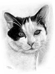Katze als Kohlezeichnung