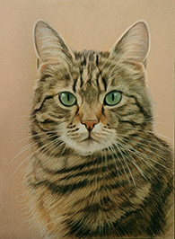 Katzenportrait in Pastell