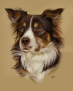 Tierportraits Hunde