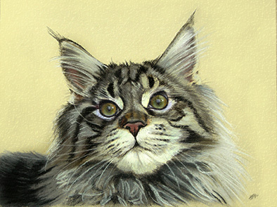 Tierportraits Katzen